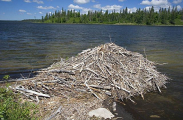 American Beaver (Castor canadensis) American Beaver (Castor canadensis)
