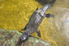 Platypus (Ornithorhynchus anatinus)