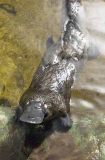 Platypus (Ornithorhynchus anatinus)