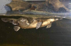 Platypus (Ornithorhynchus anatinus)