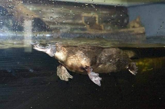 Platypus (Ornithorhynchus anatinus)