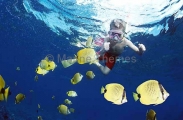 Milletseed Butterflyfish (Chaetodon miliaris) Milletseed Butterflyfish (Chaetodon miliaris)