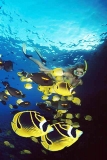 Raccoon Butterflyfish (Chaetodon lunula) Raccoon Butterflyfish (Chaetodon lunula)