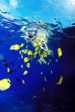 Milletseed Butterflyfish (Chaetodon miliaris) Milletseed Butterflyfish (Chaetodon miliaris)