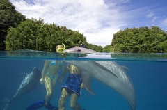 Bottlenose Dolphins (Tursiops truncatus) Bottlenose Dolphins (Tursiops truncatus)