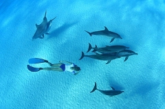 Snorkel diver with Atlantic Spotted Dolphins (Stenella frontalis) Snorkel diver with Atlantic Spotted Dolphins (Stenella frontalis)