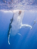 Humpback Whale (Megaptera novaeangliae) Humpback Whale (Megaptera novaeangliae)