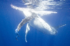 Humpback Whale (Megaptera novaeangliae) Humpback Whale (Megaptera novaeangliae)