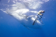 Humpback Whale (Megaptera novaeangliae) Humpback Whale (Megaptera novaeangliae)