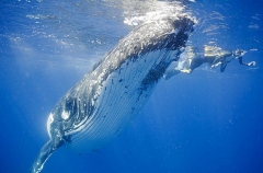 Humpback Whale (Megaptera novaeangliae) Humpback Whale (Megaptera novaeangliae)