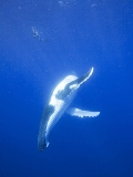 Humpback Whale (Megaptera novaeangliae) Humpback Whale (Megaptera novaeangliae)
