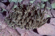 Striped Catfish (Plotosus lineatus) Striped Catfish (Plotosus lineatus)