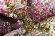 Striped Catfish (Plotosus lineatus)
