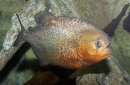 Natterer's Piranha (Pygocentrus nattereri) Natterer's Piranha (Pygocentrus nattereri)