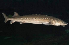 White Sturgeon (Acipenser transmontanus)