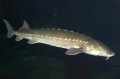 White Sturgeon (Acipenser transmontanus)