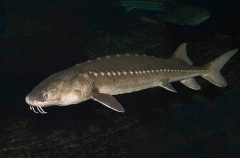 White Sturgeon (Acipenser transmontanus)