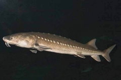 White Sturgeon (Acipenser transmontanus)