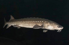 White Sturgeon (Acipenser transmontanus)
