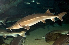 White Sturgeon (Acipenser transmontanus)