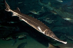 Starry Sturgeon (Acipenser stellatus) Starry Sturgeon (Acipenser stellatus)