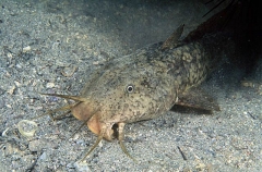 Estuary Catfish (Cnidoglanis macrocephalus)