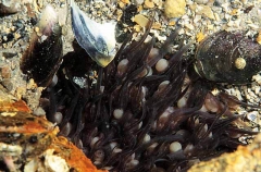 Estuary Catfish (Cnidoglanis macrocephalus) Estuary Catfish (Cnidoglanis macrocephalus)