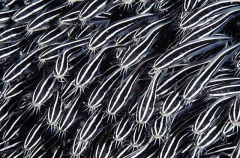 Striped Catfish (Plotosus lineatus) Striped Catfish (Plotosus lineatus)