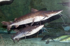 Tiger Shovelnose Catfish (Pseudoplatystoma fasciatum) Tiger Shovelnose Catfish (Pseudoplatystoma fasciatum)