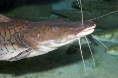 Tiger Shovelnose Catfish (Pseudoplatystoma fasciatum) Tiger Shovelnose Catfish (Pseudoplatystoma fasciatum)