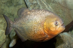 Natterer's Piranha (Pygocentrus nattereri) Natterer's Piranha (Pygocentrus nattereri)