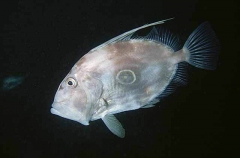 John Dory (Zeus faber) John Dory (Zeus faber)