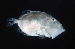 John Dory (Zeus faber) John Dory (Zeus faber)