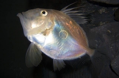 John Dory (Zeus faber) John Dory (Zeus faber)