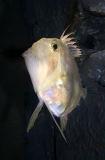 John Dory (Zeus faber) John Dory (Zeus faber)