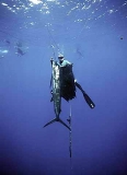 Spearfisherman with Sailfish. Spearfisherman with Sailfish.