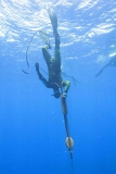 Breathold diver with speargun decending. Breathold diver with speargun decending.