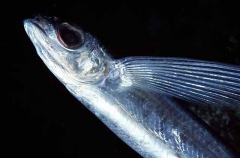 Sutton's Flyingfish (Cypselurus suttoni) Sutton's Flyingfish (Cypselurus suttoni)