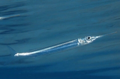 Dussumier's Garfish (Hyporhamphus dussumieri) Dussumier's Garfish (Hyporhamphus dussumieri)