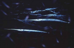 California Needlefish (Strongylura exilis) California Needlefish (Strongylura exilis)