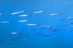 Eastern Sea Garfish (Hyporhamphus australis) Eastern Sea Garfish (Hyporhamphus australis)