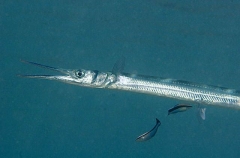 Hound Needlefish (Tylosurus crocodilus crocodilus) Hound Needlefish (Tylosurus crocodilus crocodilus)