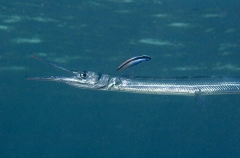 Hound Needlefish (Tylosurus crocodilus crocodilus) Hound Needlefish (Tylosurus crocodilus crocodilus)