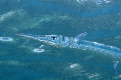 Hound Needlefish (Tylosurus crocodilus crocodilus) Hound Needlefish (Tylosurus crocodilus crocodilus)