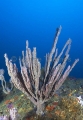 Branching Tree Sponge (Demospongiae sp.)
