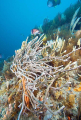 Slender Finger Sponge (Demospongiae) Slender Finger Sponge (Demospongiae)