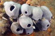 Vase Sponges (Spongia sp.) Vase Sponges (Spongia sp.)