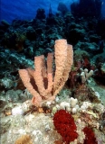 Branching Vase Sponge (Callyspongia vaginalis)