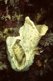 Volcano Sponge (Anoxyclyx (Scolymastra)
