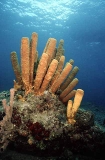 Yellow Tube Sponge (Aplysina fistularis) Yellow Tube Sponge (Aplysina fistularis)